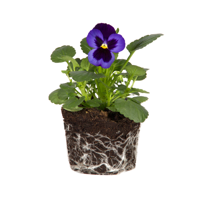 Violaceae
